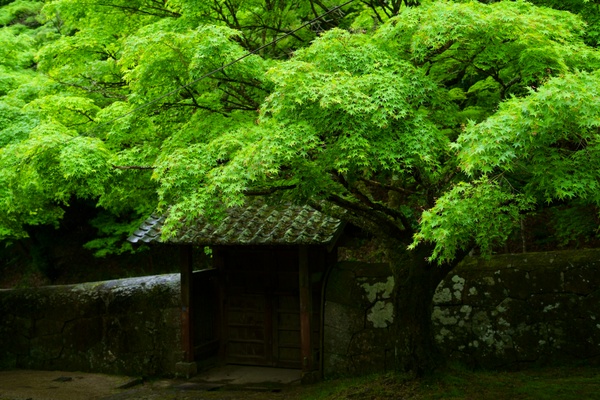 芳しきかな、雨上がり後の青紅葉