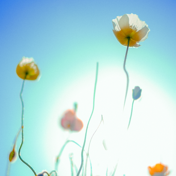 Poppies that dissolved in the sunlight