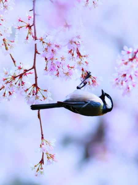 御所の桜色／シジュウカラ