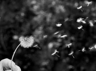 my life = photograph