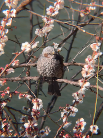 my life = 野鳥アンテナ