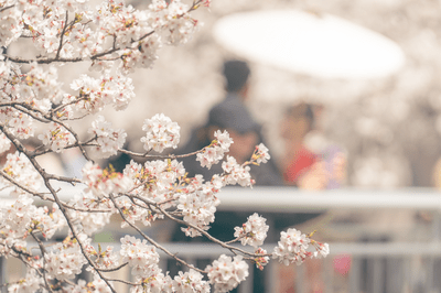 my life = spring